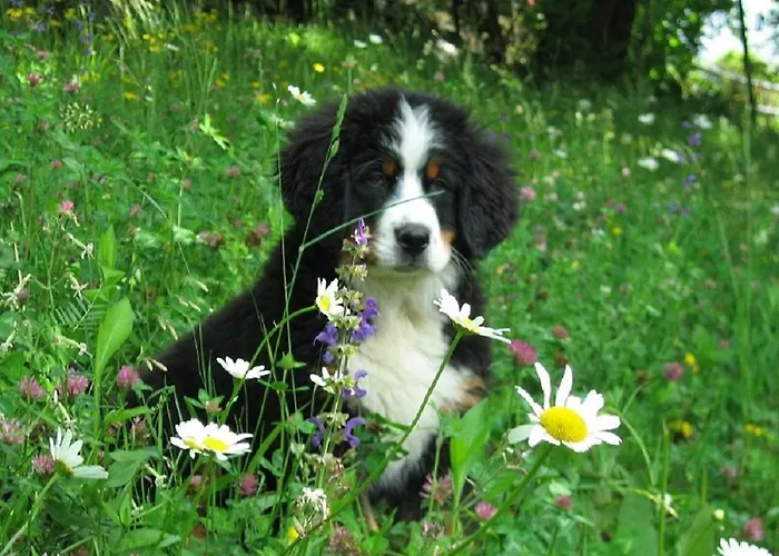 Lägenhet Rifugio Dalco *